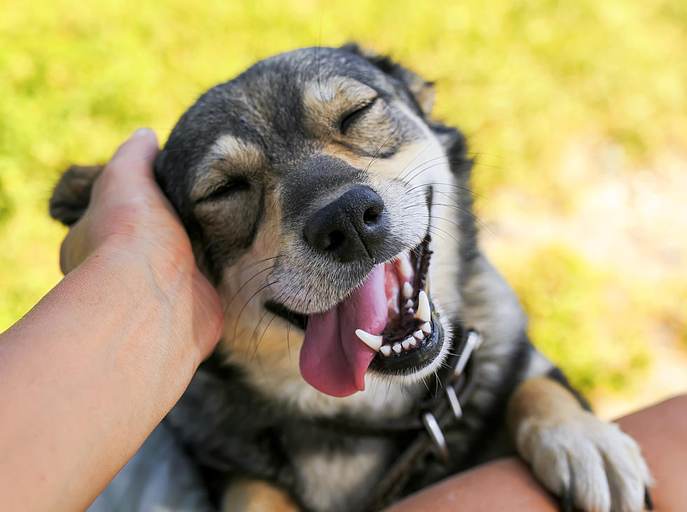 How To Clean A Dog’s Mouth? – Is It Really Clean?