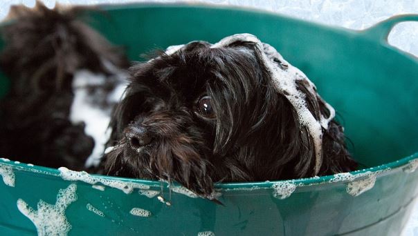 How To Clean Dog With Bathing Or Without Bathing?