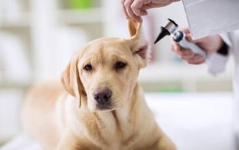 best way to clean dog ears